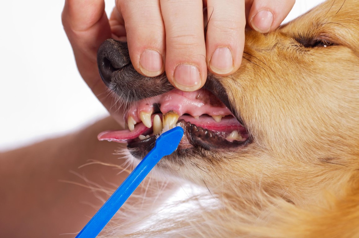 Zahnbehandlung beim Hund
